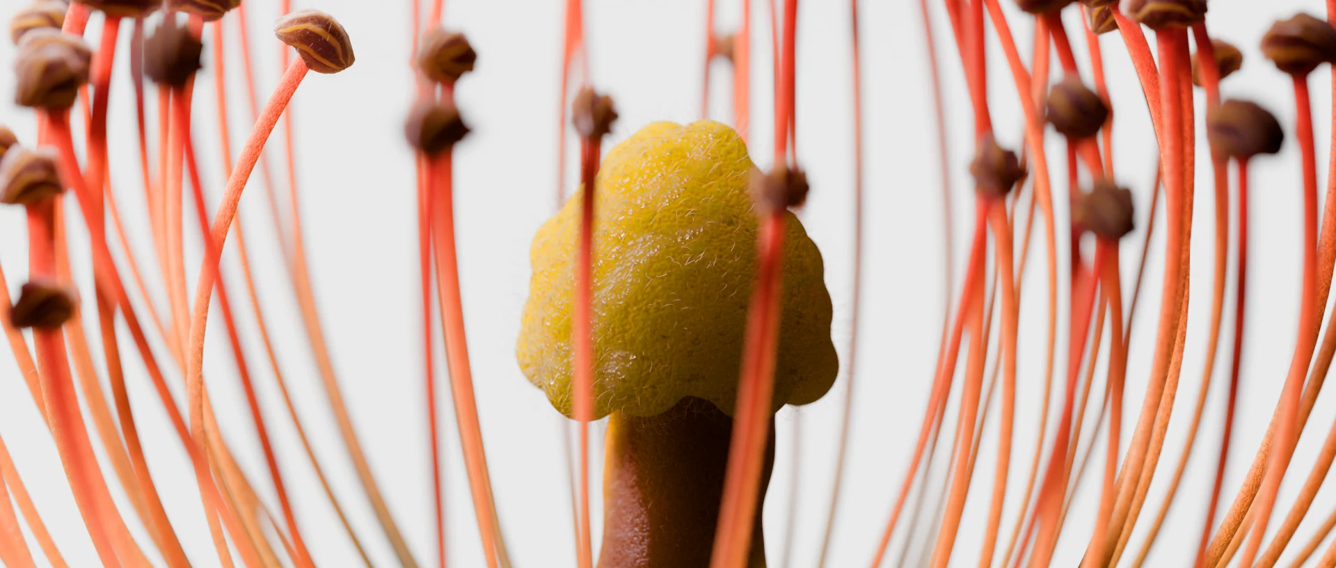 Bourso arrow, launching out of a phone