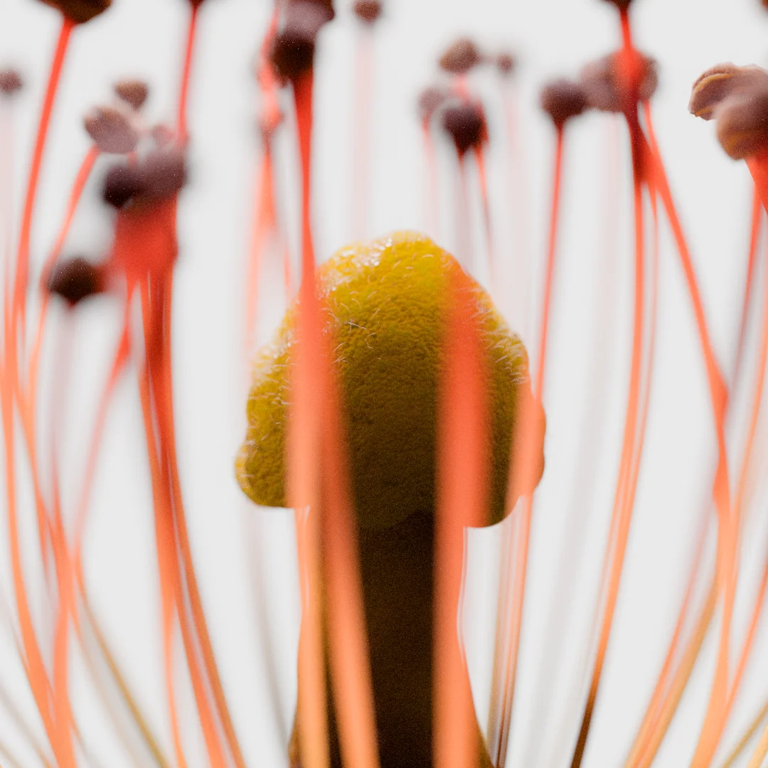 Bourso arrow, launching out of a phone